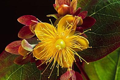 BBC调查显示英国大量手游广告并未正确标明开箱机制